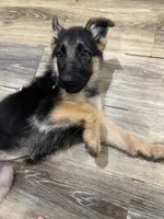 Puppy 1, a female German Shepherd Dog for sale in Inglewood, CA – 7 of 10