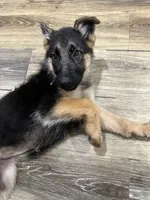 Puppy 1, a female German Shepherd Dog for sale in Inglewood, CA – 9 of 10