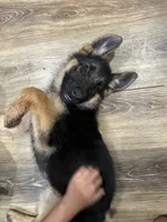 Puppy 1, a female German Shepherd Dog for sale in Inglewood, CA – 8 of 10