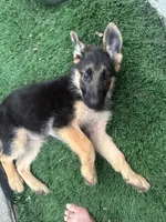 Puppy 1, a female German Shepherd Dog for sale in Inglewood, CA – 6 of 10