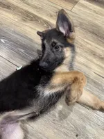 Puppy 1, a female German Shepherd Dog for sale in Inglewood, CA – 2 of 10