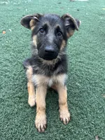 Puppy 1, a female German Shepherd Dog for sale in Inglewood, CA – 10 of 10