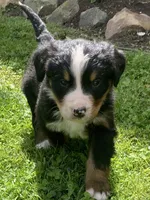 Jasper, a male Bernese Mountain Dog for sale in Orrville, OH – 2 of 10