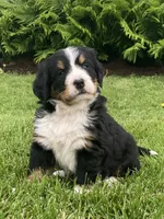 Alexa , a female Bernese Mountain Dog for sale in Orrville, OH – 4 of 8