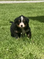 Cassie, a female Bernese Mountain Dog for sale in Orrville, OH – 2 of 10