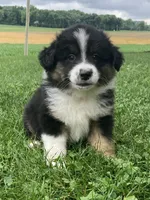 Bear, a male Australian Shepherd for sale in Orrville, OH – 4 of 8