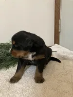 Bruno, a male Bernese Mountain Dog for sale in Orrville, OH – 8 of 8