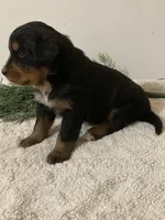 Bruno, a male Bernese Mountain Dog for sale in Orrville, OH – 2 of 8