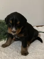 Bruno, a male Bernese Mountain Dog for sale in Orrville, OH – 4 of 8