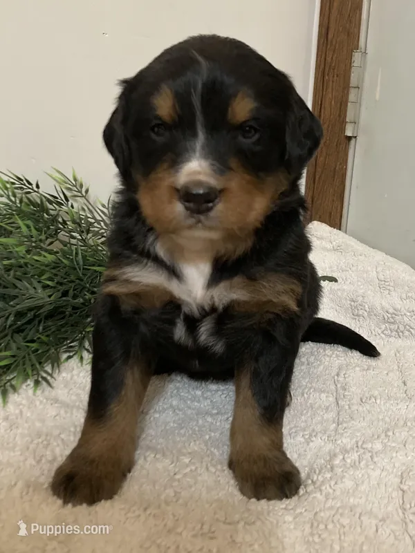 Bruno – Bernese Mountain Dog puppy for sale in Orrville, OH