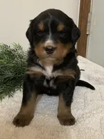 Bruno, a male Bernese Mountain Dog for sale in Orrville, OH – 1 of 8