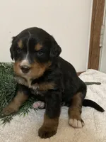 Bruno, a male Bernese Mountain Dog for sale in Orrville, OH – 6 of 8