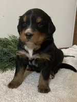 Bruno, a male Bernese Mountain Dog for sale in Orrville, OH – 3 of 8