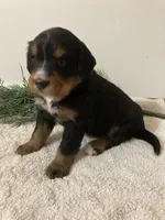 Bruno, a male Bernese Mountain Dog for sale in Orrville, OH – 7 of 8