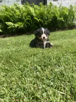 Cassie, a female Bernese Mountain Dog for sale in Orrville, OH – 9 of 10