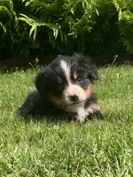 Cassie, a female Bernese Mountain Dog for sale in Orrville, OH – 3 of 10