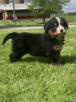 Cassie, a female Bernese Mountain Dog for sale in Orrville, OH – 8 of 10
