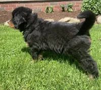 Prince, a male Bernese Mountain Dog for sale in Orrville, OH – 8 of 10