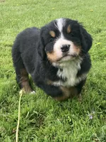 Hazel , a female Bernese Mountain Dog for sale in Orrville, OH – 6 of 7