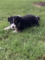 Oliver, a male Australian Shepherd for sale in Orrville, OH – 4 of 9