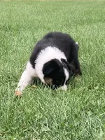 Daisy, a female Australian Shepherd for sale in Orrville, OH – 2 of 9