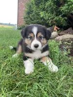 Princess , a female Australian Shepherd for sale in Orrville, OH – 5 of 7