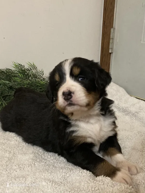 Alexa  – Bernese Mountain Dog puppy for sale in Orrville, OH