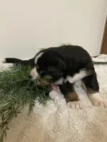 Alexa , a female Bernese Mountain Dog for sale in Orrville, OH – 8 of 8