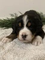 Alexa , a female Bernese Mountain Dog for sale in Orrville, OH – 5 of 8
