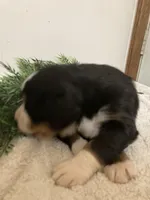 Alexa , a female Bernese Mountain Dog for sale in Orrville, OH – 7 of 8