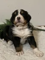 Alexa , a female Bernese Mountain Dog for sale in Orrville, OH – 3 of 8