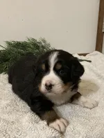 Alexa , a female Bernese Mountain Dog for sale in Orrville, OH – 2 of 8