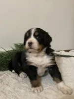 Alexa , a female Bernese Mountain Dog for sale in Orrville, OH – 6 of 8