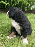 Alexa , a female Bernese Mountain Dog for sale in Orrville, OH – 6 of 8