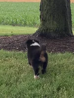 Oliver, a male Australian Shepherd for sale in Orrville, OH – 3 of 9
