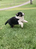 Daisy, a female Australian Shepherd for sale in Orrville, OH – 4 of 9