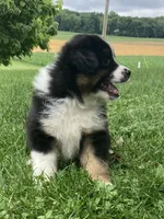 Bear, a male Australian Shepherd for sale in Orrville, OH – 8 of 8