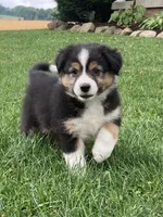 Princess , a female Australian Shepherd for sale in Orrville, OH – 6 of 7