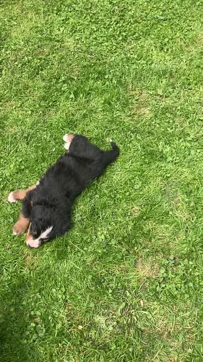 Jasper, a male Bernese Mountain Dog for sale in Orrville, OH – 10 of 10