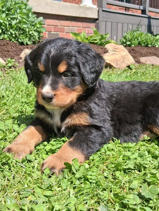 Bruno – Bernese Mountain Dog puppy for sale in Orrville, OH