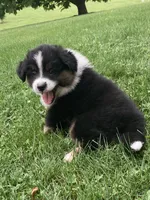 Bear, a male Australian Shepherd for sale in Orrville, OH – 3 of 8