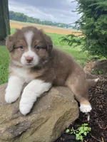 Bella, a female Australian Shepherd for sale in Orrville, OH – 5 of 8