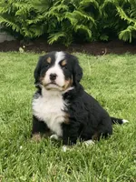 Alexa , a female Bernese Mountain Dog for sale in Orrville, OH – 5 of 8