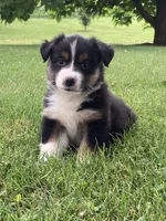 Oliver, a male Australian Shepherd for sale in Orrville, OH – 6 of 9