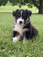 Oliver, a male Australian Shepherd for sale in Orrville, OH – 5 of 9