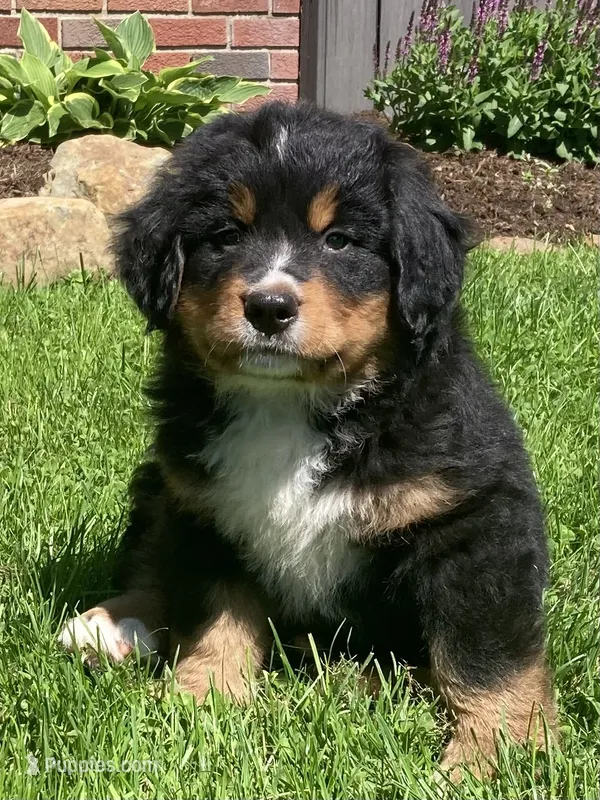 Prince – Bernese Mountain Dog puppy for sale in Orrville, OH