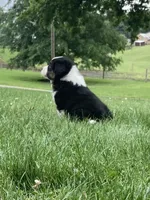 Rocky , a male Australian Shepherd for sale in Orrville, OH – 9 of 9
