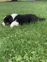 Rocky , a male Australian Shepherd for sale in Orrville, OH – 6 of 9