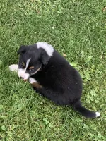 Oliver, a male Australian Shepherd for sale in Orrville, OH – 9 of 9