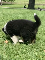 Rocky , a male Australian Shepherd for sale in Orrville, OH – 2 of 9
